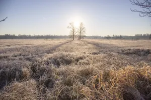 Winter landscape in frost at sunrise