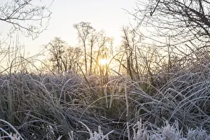 Winter landscape in frost at sunrise