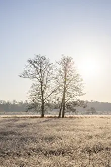 Winter landscape in frost at sunrise
