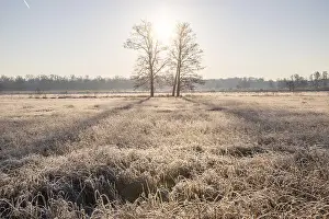 Winter landscape in frost at sunrise