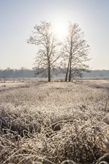 Winter landscape in frost at sunrise