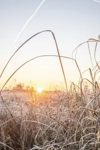 Winter landscape with frost at sunrise