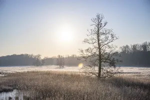 Winter landscape in frost at sunrise