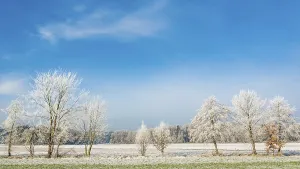 Winter landscape. Frost on trees and grass