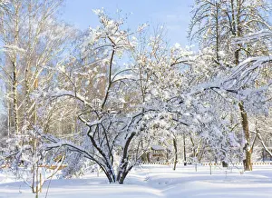 Winter landscape, garden with trees in snow