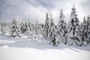Winter landscape in Harz National Park