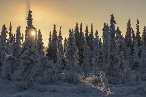 Winter landscape against the light