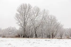 Winter landscape on the Lower Rhine