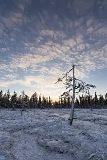 Winter landscape, Muddus National Park