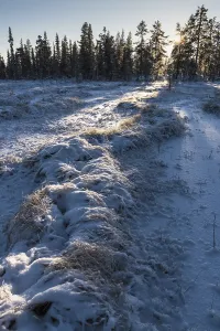 Winter landscape, Muddus National Park