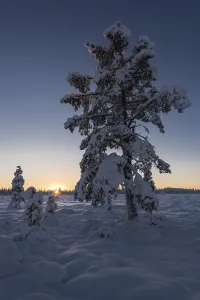 Winter landscape, Muddus National Park