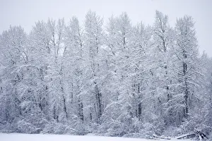 Winter Landscape near Haines in Alaska