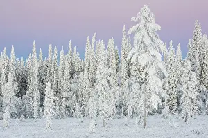 Winter landscape, Norrbotten, Lapland
