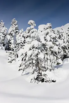 Winter landscape, Ofen Pass, Swiss National Park
