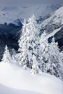 Winter landscape, Ofen Pass, Swiss National Park