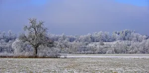 Winter landscape with orchards and forest