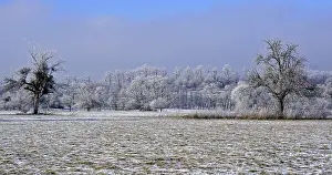 Winter landscape with orchards and forest