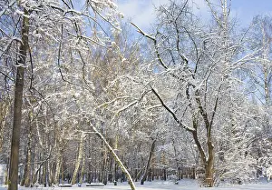 Winter landscape, park with big trees with branches in snow in sunny day with blue sky