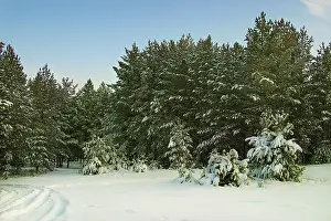 Winter landscape: pine forest after a snowfall