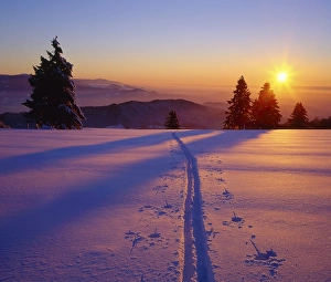 Category Mountain Landscapes Prints: Winter Landscape with Ski Trail in the Black Forest