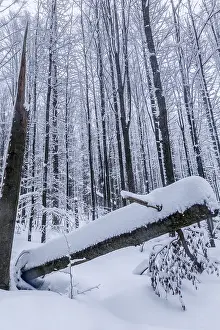 Winter landscape in the snow-covered forest in the Bavarian Forest National Park