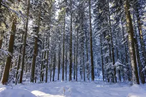 Winter landscape, snow-covered spruce forest