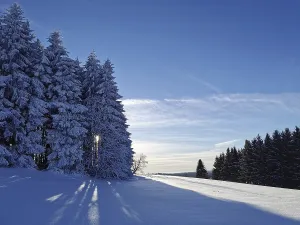 Winter landscape with snow-covered trees and clear blue sky