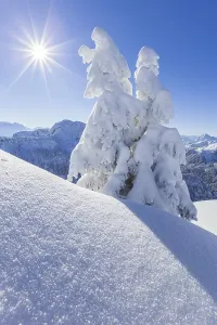 Winter landscape and snow-covered trees in front of mountains