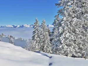 Winter Landscape, Snowy Forest