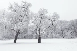 Winter landscape in snowy forest