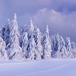 Winter landscape with snowy pine trees at sunset