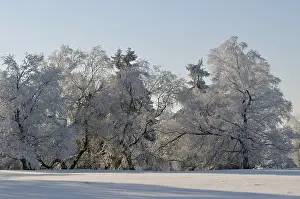 Category Forests Prints: Winter landscape, snowy trees, Kahler Asten