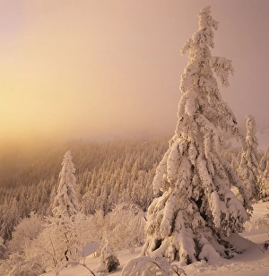 Winter landscape at sunset, Mt
