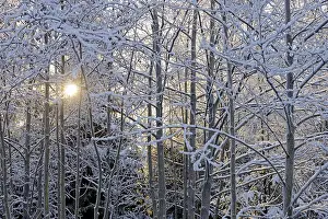 Winter landscape, trees covered with snow