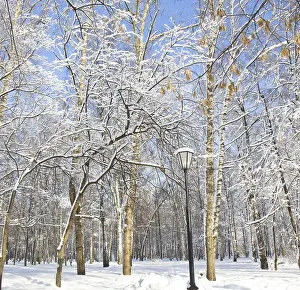 Winter landscape, trees in park with branches in snow in sunny day on blue sky and street light