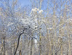 Winter landscape, trees in snow on blue sky