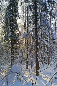 Winter Landscape in the Warm Light of the Setting Sun