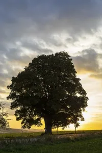 Winter lime tree (Tilia cordata) at sunset