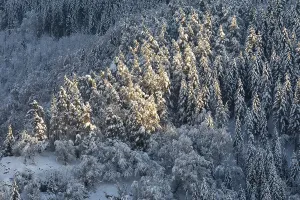 Winter mixed forest, snow, winter
