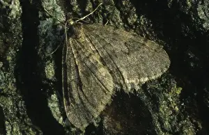 Winter Moth (Operophtera brumata)