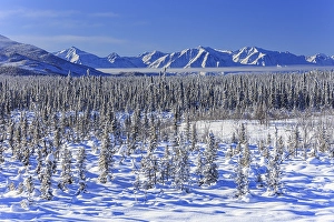 Winter mountain landscape, conifers
