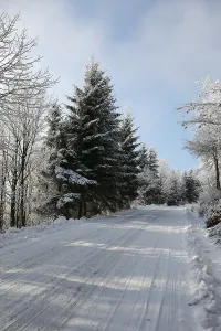 Winter road to wood. The trees covered with snow and ski traces on snow