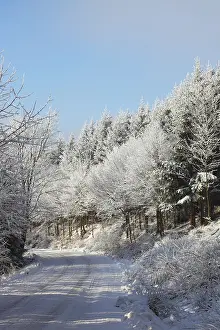 Winter road to wood. The trees covered with snow and ski traces on snow