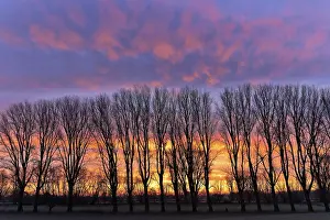 Winter row of trees in the morning glow