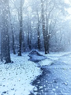 Winter scene with a small beech forest
