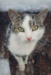 Winter season cat portrait. Close up kitten outdoor sheltering from snow