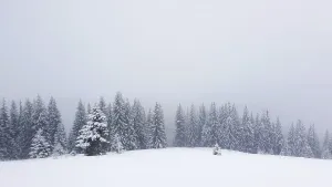 Winter snow falling scene alongside a fir forest