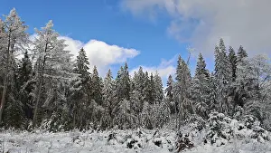 Winter spruce forest scene (picea) under a blue sky