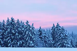 Category Forests Prints: Winter spruce (Picea) (Pinaceae) forest