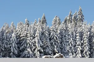 Winter spruce (Picea) (Pinaceae) forest